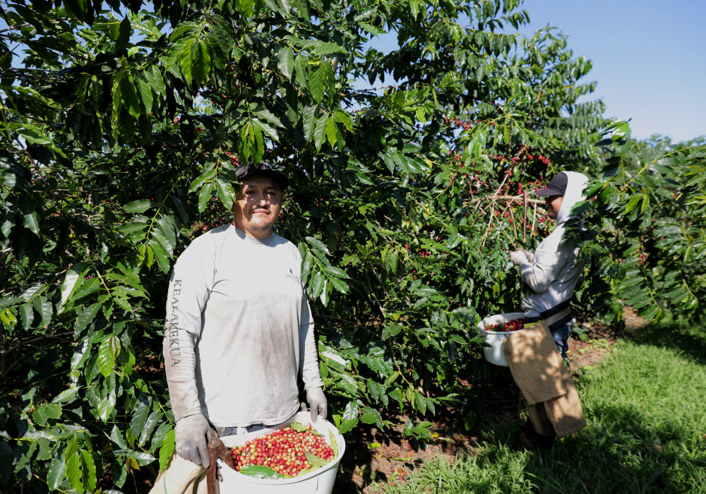 Kona Coffee Farmer