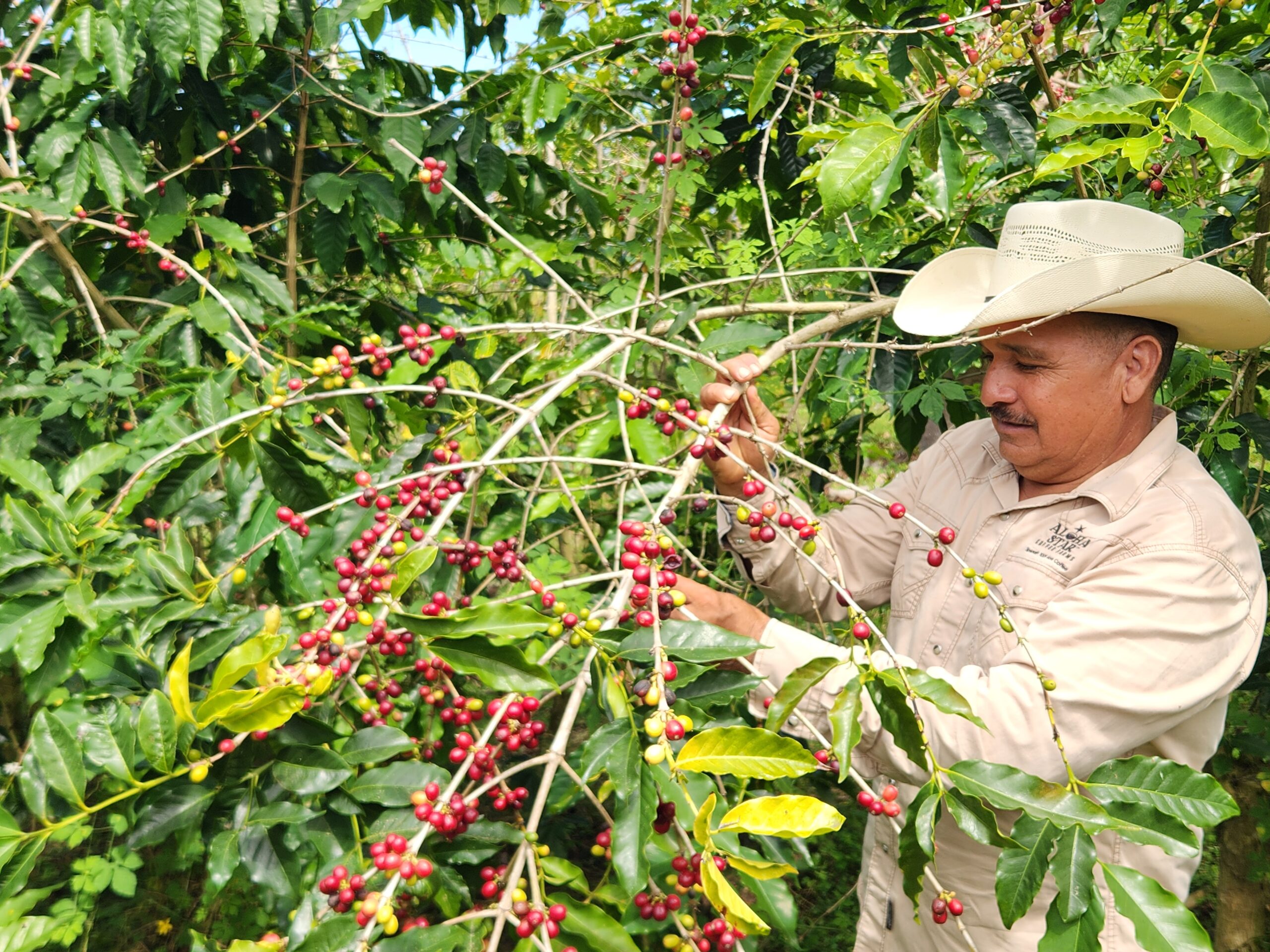 Coffee Harvest