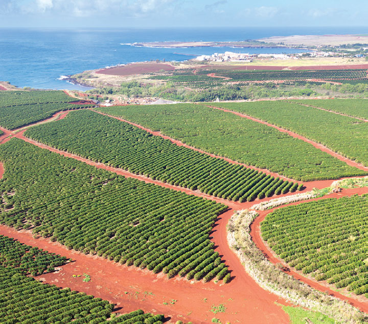 Coffee Plantation